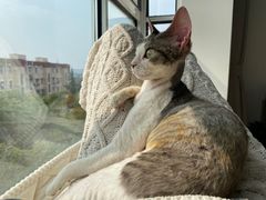 -momokira米努特·德文卷毛猫·棉花面纱犬