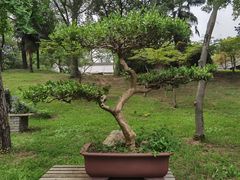 -扬州大运河文化旅游度假区·盆景园