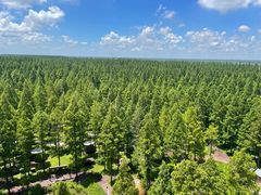 -黄海国家森林公园