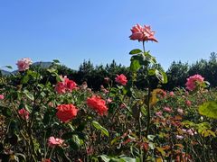 -亚龙湾国际玫瑰谷