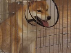 -豆柴町-柴犬主题狗咖(红鼎国际C座店)