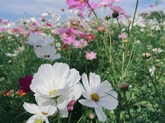 -径山花海