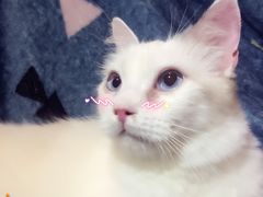 -Bastet sally猫舍购宠(静安店)