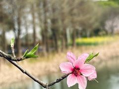 -虎丘湿地公园