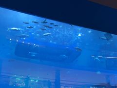 -迪拜水族馆及水下动物园