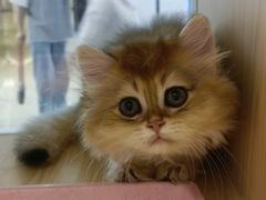 -爪爪喵星球·猫舍(前海卓越店)