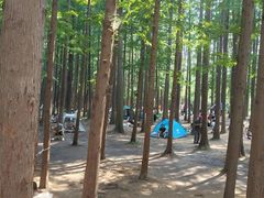 -日照海滨国家森林公园