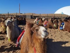 -内蒙古众诚旅行社有限公司