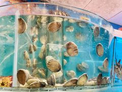 活鮑魚-海港酒家(始创中心店)