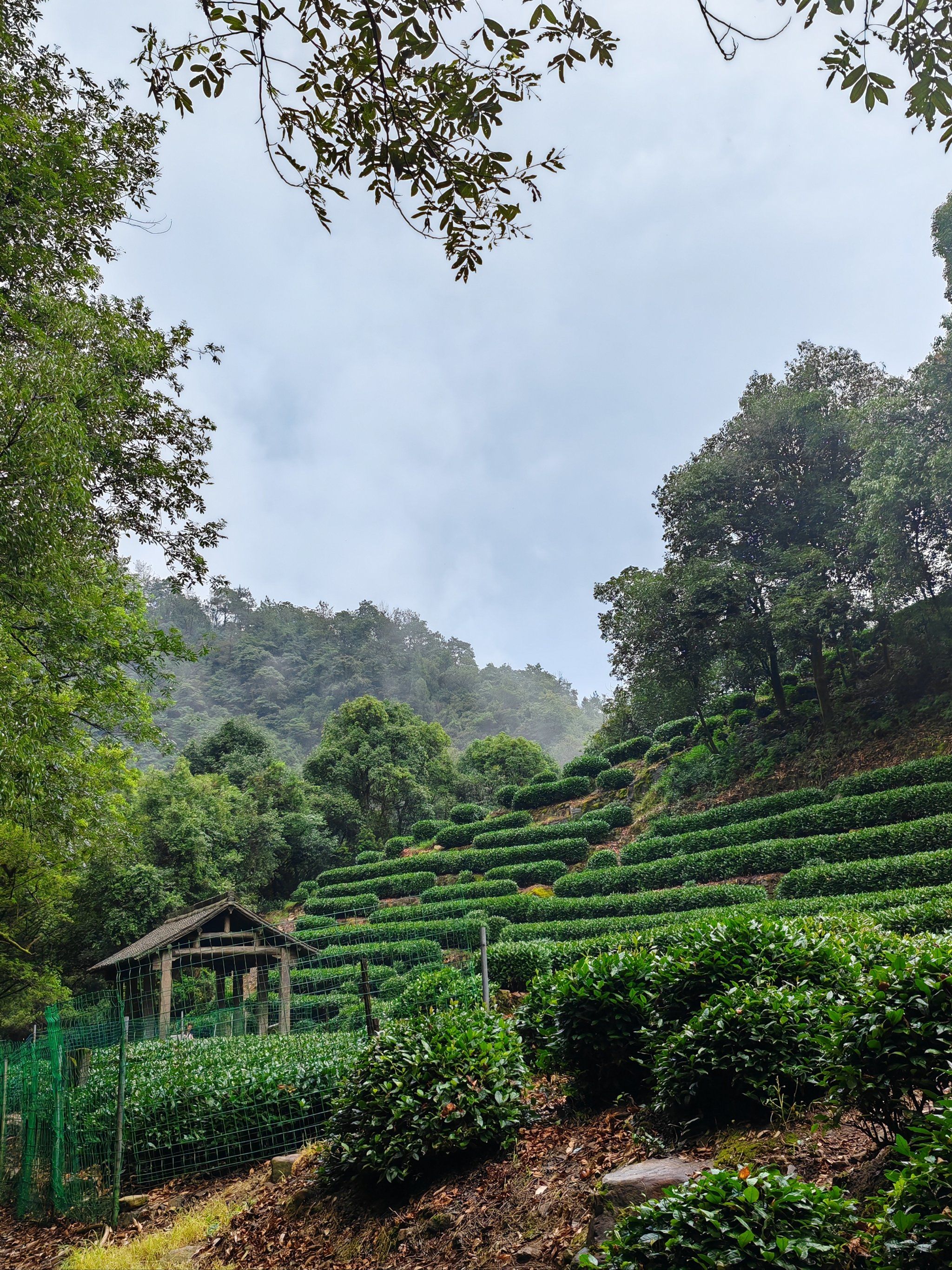 龙井村茶园