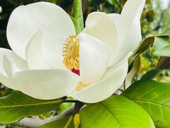 -上海滨江森林公园