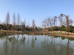 -洋湖国家湿地公园