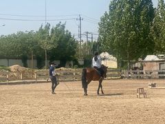 -北京群众马术培训基地