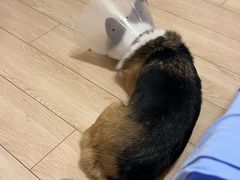 -美联众合动物医院·24h京西诊疗中心