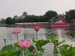 -莲花池公园