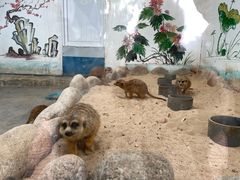 -西霞口神雕山野生动物世界