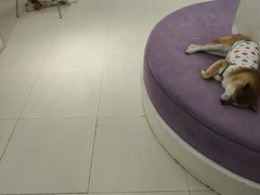 -怪兽屋·羊驼·猫咖·狗咖(俊华广场店)