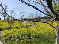 -东平国家森林公园