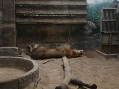 -清迈夜间动物园