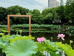 -陈家山荷花公园