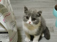 -lincat·猫舍(广州店)