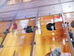 -喵百万·布偶·蓝金金渐层英短·猫舍(百子湾店)