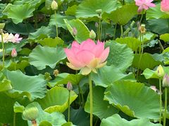 -荷塘月色湿地公园·向阳花洲