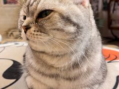-平行世界·猫咖(首经贸店)