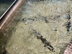 -云海肴云南菜·蒸汽石锅鱼(青岛万象城店)