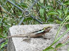 -大渡河峡谷国家地质公园