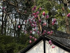 -宋宴(虎跑店)