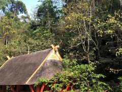 -西双版纳原始森林公园