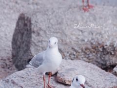 -深圳湾公园(南山区)