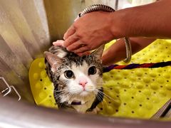 -PETKIT 小佩宠物·低压洗护·美容·寄养(安远店)