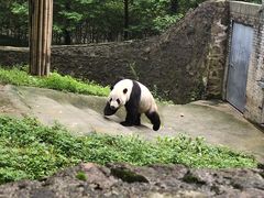 -都江堰中华大熊猫苑
