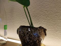 -慢走(甜水园店)