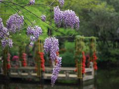 -上海醉白池公园