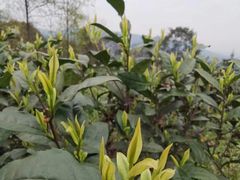 -兰剑驾校(汉阳校区)