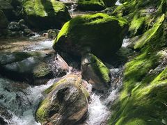 -牛背梁国家森林公园
