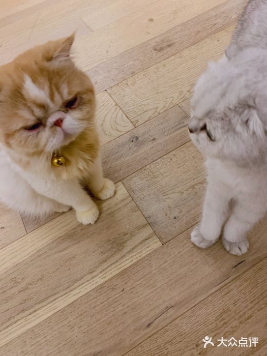 CAT’S MEWSTAR CAFE·喵星球猫屋(晴湾咖啡店)图片