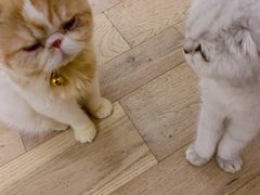 -CAT’S MEWSTAR CAFE·喵星球猫屋(晴湾咖啡店)