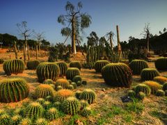 -东莞植物园