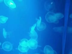 -石家庄极地海洋世界