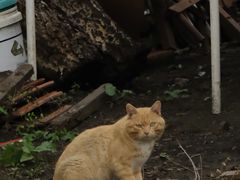 -圣·阿列克谢耶夫教堂