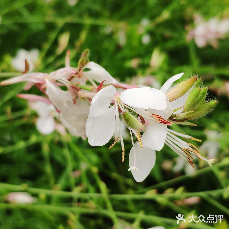 山桃草（玉蝶花，千鸟花）