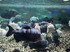 -成都浩海立方海洋公园