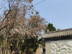 -桃花堤公园