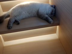 -喵园·猫主题咖啡厅·撸猫·猫咖(国贸店)