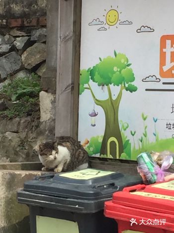 随步走走，随处可见流浪猫，从成年流浪猫健康壮实的身形