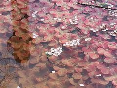 -桃花堤公园